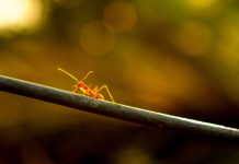 Furnicile care ne predau lecţii de viaţă